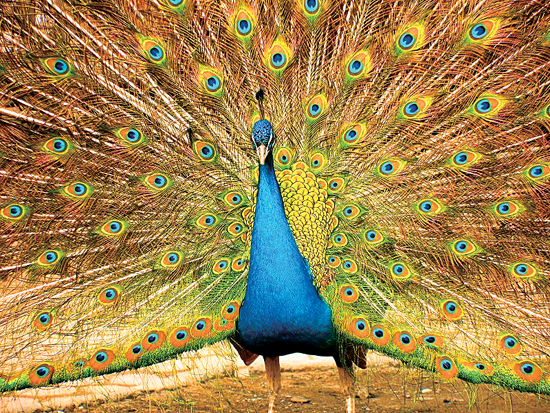 直销专业网,直销围城