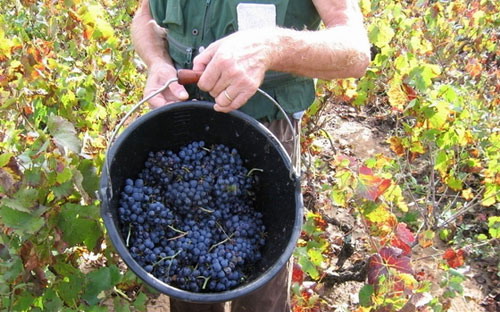 醉人的法国葡萄酒