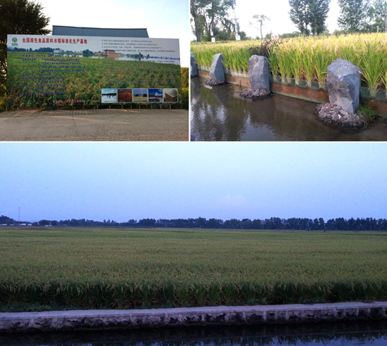 荣格领导层考察大米生产基地 响水大米即将推向市场