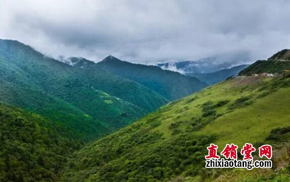 直销专业网,无限极,央视,基地,灵芝