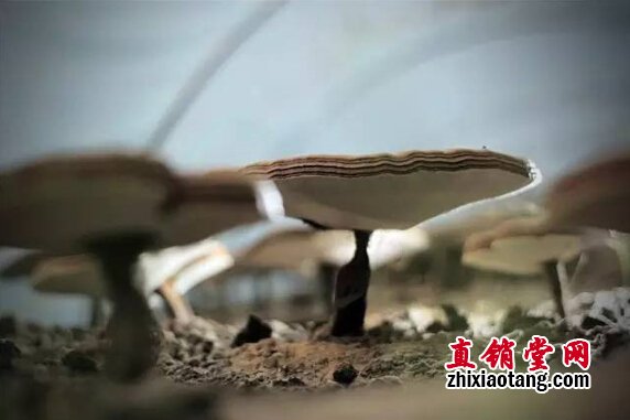 直销专业网,无限极,央视,基地,灵芝