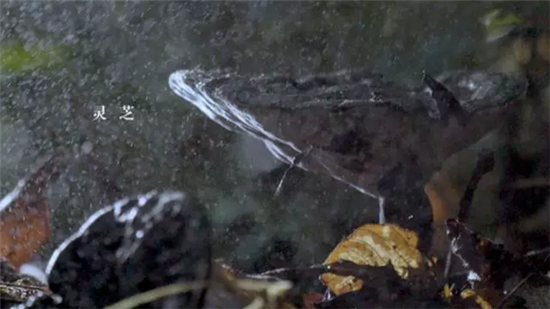 康美打造全景式纪录片《秘境神草》今日举行开播发布会