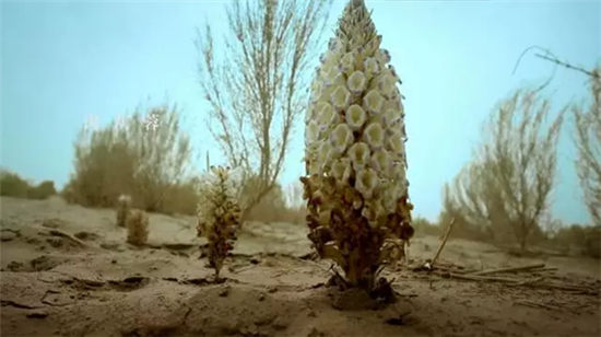 康美打造全景式纪录片《秘境神草》今日举行开播发布会