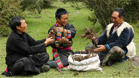 康美打造全景式纪录片《秘境神草》今日举行开播发布会