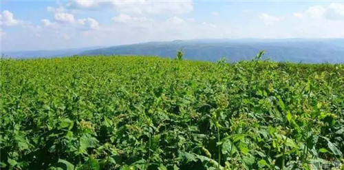 福能源出席直销企业保护消费者权益3•15高层座谈会