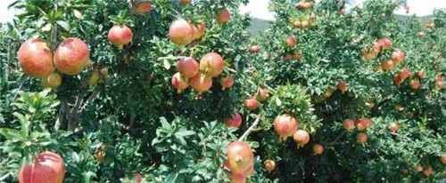 福能源出席直销企业保护消费者权益3•15高层座谈会