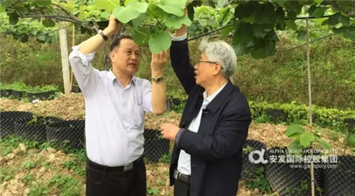 谢联辉院士深入安发（古田）生态科技园调研指导