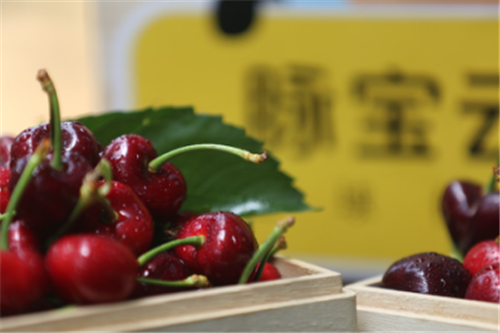 产地直采!脉宝云店带你尝最鲜美的樱桃