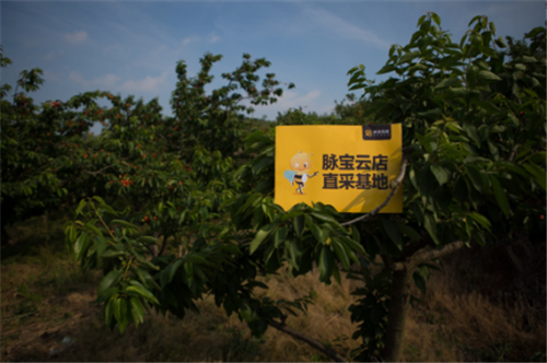 产地直采!脉宝云店带你尝最鲜美的樱桃