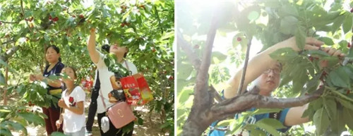 安然集团樱桃采摘、无染寺幸福员工一日游活动圆满成功