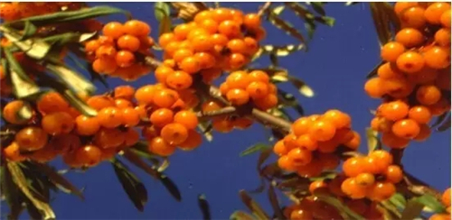 爆料丨延寿县鼎鑫生物涉水直销 已向商务部申请直销牌照