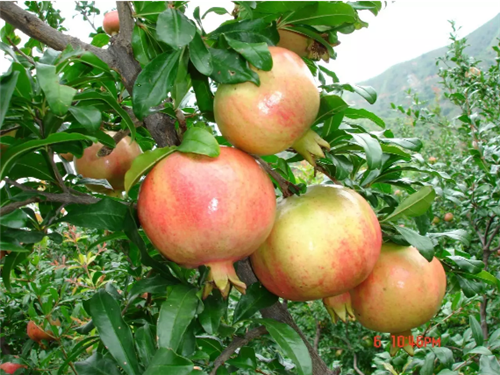 耿福能董事长做客央视《对话》：从第一车间抓起，狠抓质量