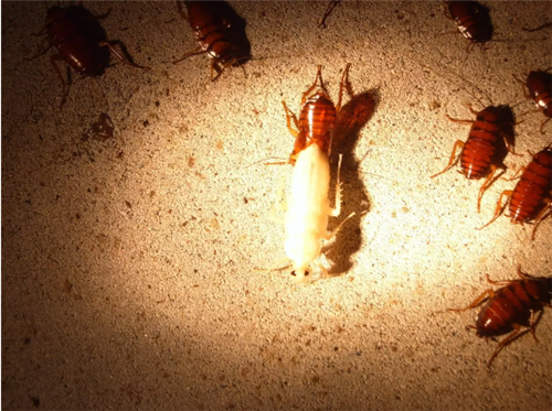 耿福能董事长做客央视《对话》：从第一车间抓起，狠抓质量