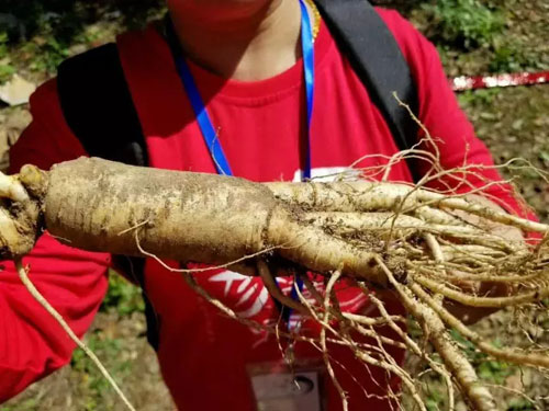 参临其境 康美时代寻“参图腾”一睹挖参风采