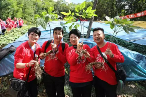 参临其境 康美时代寻“参图腾”一睹挖参风采