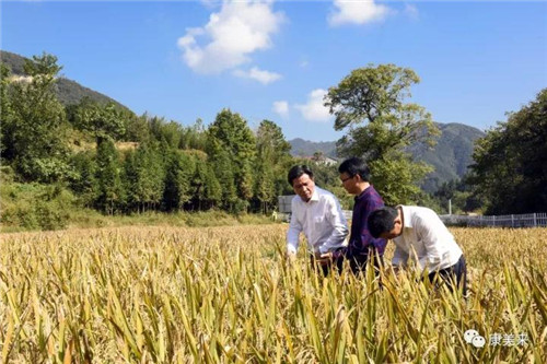 康美来董事长余春富视察桃岭灵芝基地与双河乡大畈村有机香稻基地