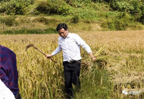 康美来董事长余春富视察桃岭灵芝基地与双河乡大畈村有机香稻基地