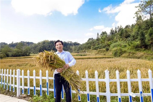康美来董事长余春富视察桃岭灵芝基地与双河乡大畈村有机香稻基地