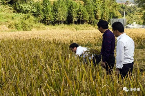 康美来董事长余春富视察桃岭灵芝基地与双河乡大畈村有机香稻基地