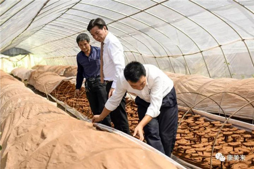 康美来董事长余春富视察桃岭灵芝基地与双河乡大畈村有机香稻基地
