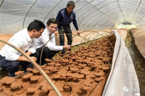 康美来董事长余春富视察桃岭灵芝基地与双河乡大畈村有机香稻基地