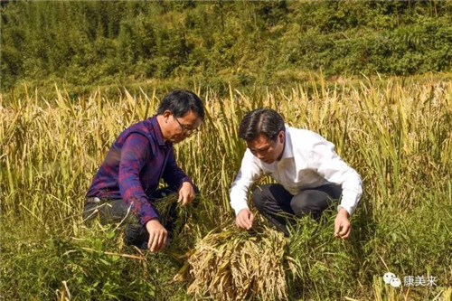 康美来董事长余春富视察桃岭灵芝基地与双河乡大畈村有机香稻基地