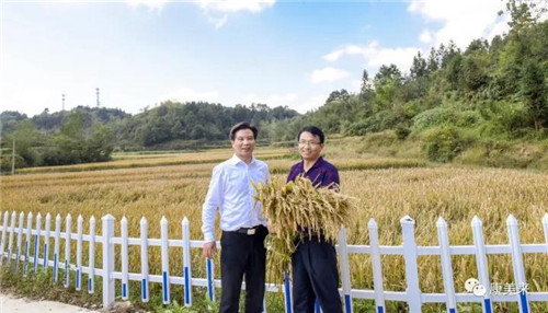 康美来董事长余春富视察桃岭灵芝基地与双河乡大畈村有机香稻基地