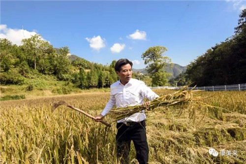 康美来董事长余春富视察桃岭灵芝基地与双河乡大畈村有机香稻基地