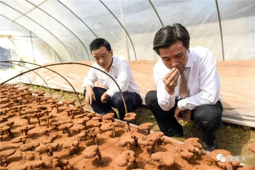 康美来董事长余春富视察桃岭灵芝基地与双河乡大畈村有机香稻基地