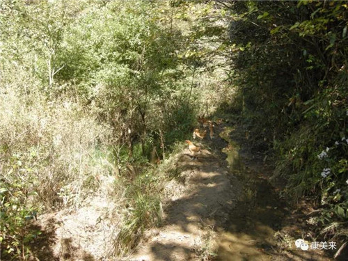康美来集团云湶谷农场大别山散养土鸡已进入灵芝蛋产蛋初期