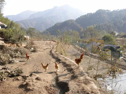 康美来集团云湶谷农场大别山散养土鸡已进入灵芝蛋产蛋初期