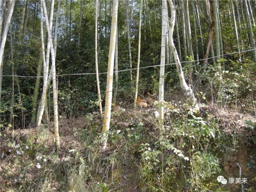 康美来集团云湶谷农场大别山散养土鸡已进入灵芝蛋产蛋初期