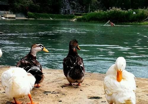 中脉巴马·秘境迎盛大开盘 火热盛况全城瞩目