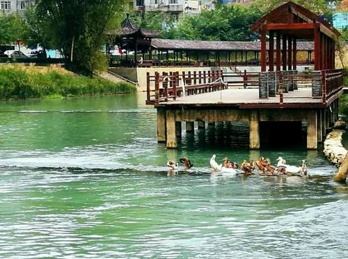 中脉巴马·秘境迎盛大开盘 火热盛况全城瞩目