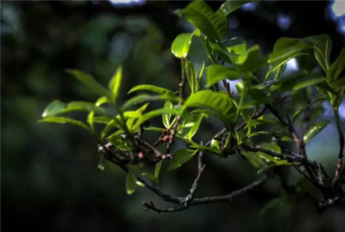 理想科技·姓氏茶走心广告倾“姓”上线,致敬人生百味