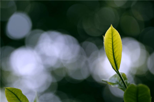 龙润集团、理想科技集团副董事长焦少良成为2018平昌冬奥会火炬手