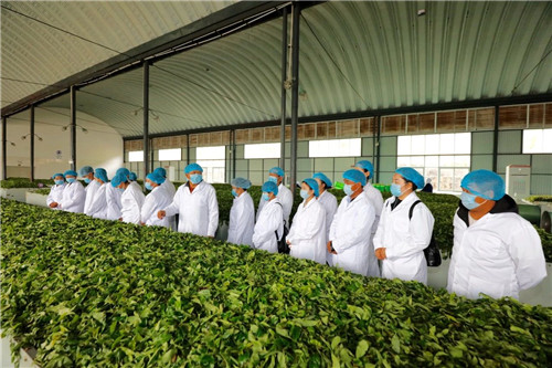 理想科技创业精英千年茶乡探秘之旅·第二季盛大起航