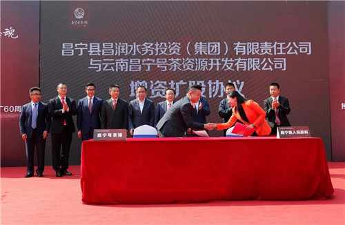 全国茶人齐聚昌宁，见证龙润昌宁茶厂六十周年芳华岁月