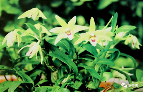 康美来集团霍山云湶谷石斛保健品项目开工仪式隆重举行