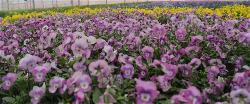 休闲“新”风尚，一起走进隆力奇！