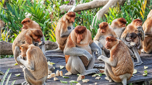 绿色出行，和谐共赏：嘉康利带你领略魅力沙巴