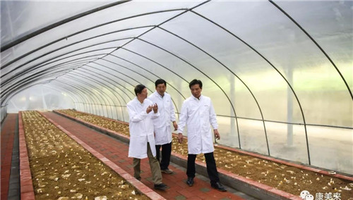 康美来董事长余春富视察大别山灵芝基地