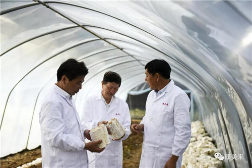 康美来董事长余春富视察大别山灵芝基地