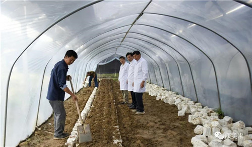 康美来董事长余春富视察大别山灵芝基地