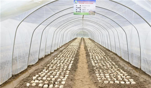 康美来董事长余春富视察大别山灵芝基地