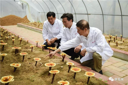 康美来董事长余春富视察大别山灵芝基地