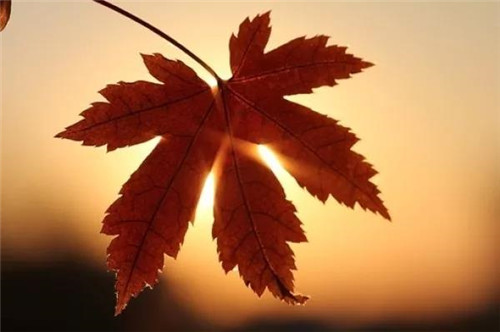 直销的魅力如一叶知秋般美丽 ——潘晓非董事长致双迪家人8月份家书