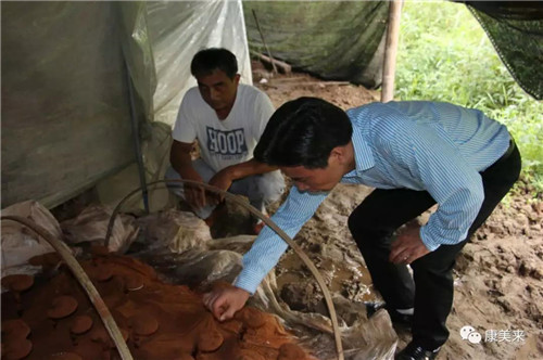 康美来大别山基地昨日开采灵芝孢子粉