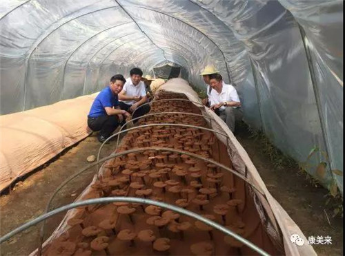 中国网刊发康美来精准扶贫采访报道：“康美来，让小灵芝做大扶贫文章”