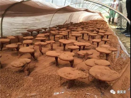 中国网刊发康美来精准扶贫采访报道：“康美来，让小灵芝做大扶贫文章”